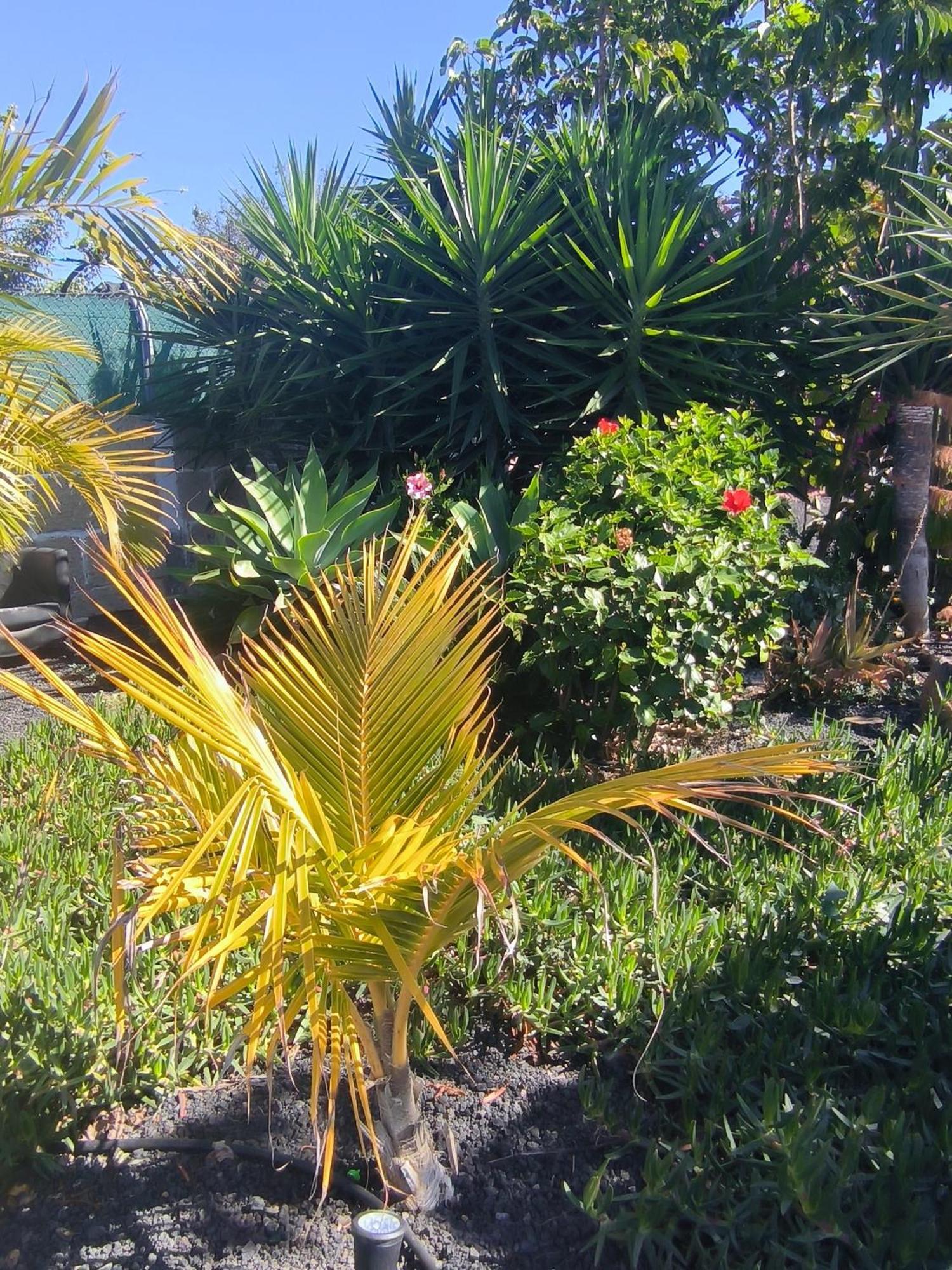 Villa Daita 2 Villa Daita 3 Granadilla De Abona Bagian luar foto